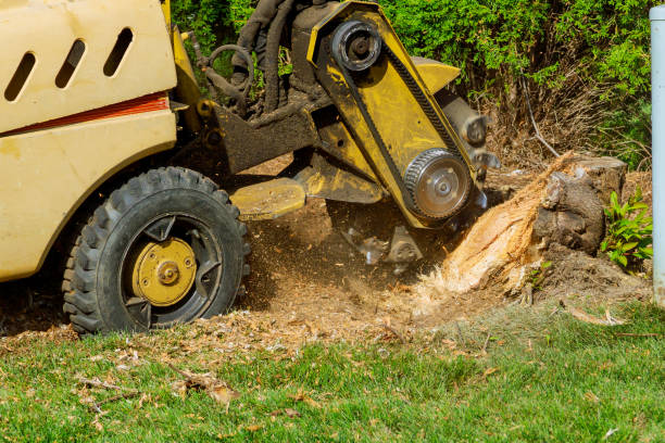 Best Residential Tree Removal  in Grosse Pointe Park, MI